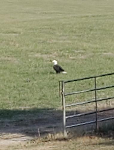 Click image for larger version

Name:	Bald Eagle in the hay field.jpg
Views:	28
Size:	107.2 KB
ID:	13878