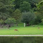 Alley Creek COE - Lake O' The Pines - East Texas