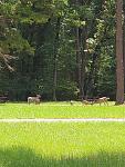 Alley Creek COE - Lake O' The Pines - East Texas