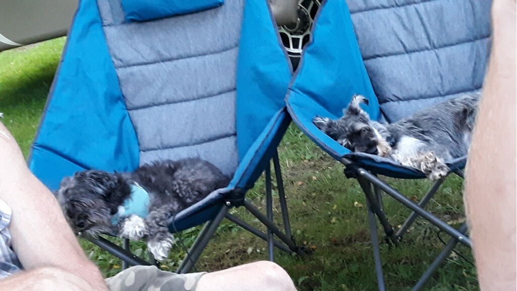 Pooped pups after a day of hiking!