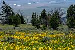 Mountain Meadow