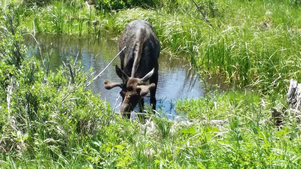 Moose Road