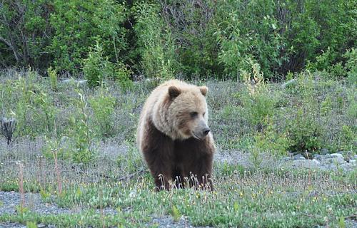 Click image for larger version

Name:	bear pic.jpg
Views:	44
Size:	198.3 KB
ID:	10620