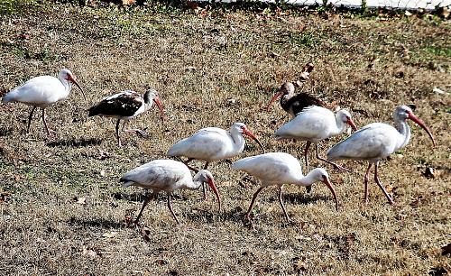 Click image for larger version

Name:	AMP-137 - American White Ibis visit - Jan 2011 - (8).jpg
Views:	62
Size:	1,009.2 KB
ID:	6595