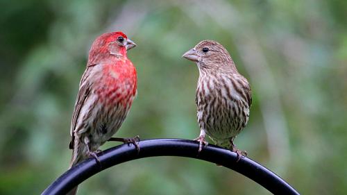 Click image for larger version

Name:	House finch.jpg
Views:	54
Size:	105.4 KB
ID:	6628