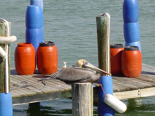 Click image for larger version

Name:	Brown Pelican St. Petersburg, FL 1.JPG
Views:	43
Size:	539.1 KB
ID:	7819