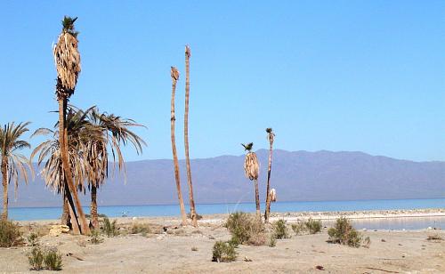 Click image for larger version

Name:	17a Salton Sea.jpg
Views:	82
Size:	160.5 KB
ID:	8401