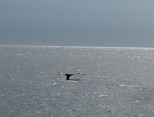 Click image for larger version

Name:	18d Bar Harbor & Whale Watching (34).jpg
Views:	78
Size:	301.3 KB
ID:	8451