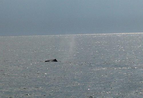 Click image for larger version

Name:	18c Bar Harbor & Whale Watching (32).jpg
Views:	71
Size:	387.5 KB
ID:	8450