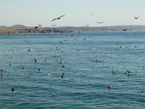 Click image for larger version

Name:	Brown Pelican San Simeon, CA 3.jpg
Views:	45
Size:	254.4 KB
ID:	7064