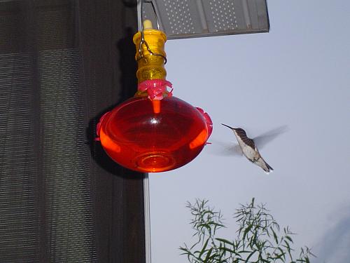 Click image for larger version

Name:	Humming Bird 8-08.jpg
Views:	115
Size:	188.7 KB
ID:	7313