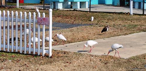 Click image for larger version

Name:	AMP-137 - American White Ibis visit - Jan 2011 -.jpg
Views:	58
Size:	322.4 KB
ID:	6594