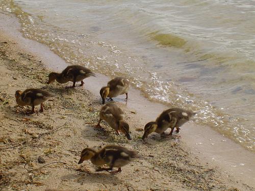 Click image for larger version

Name:	Mallard Chicks, NH 1.jpg
Views:	45
Size:	274.6 KB
ID:	6600