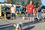 The Pet Parade