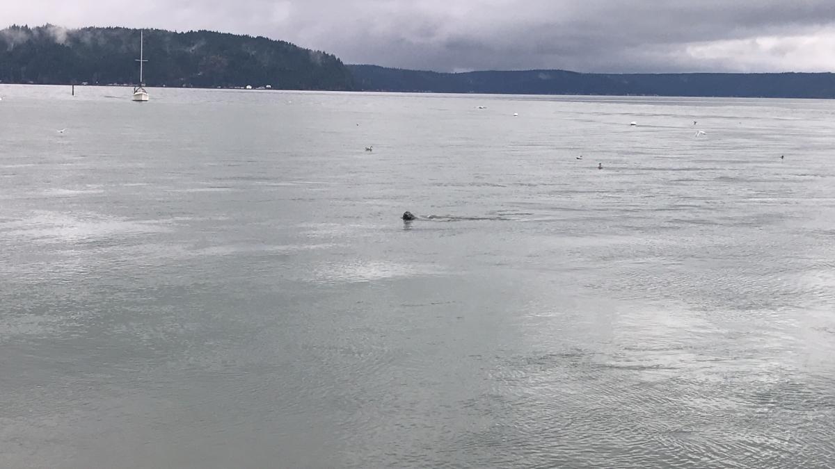 watching a seal right next to shore