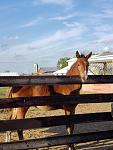 A Carriage House resident